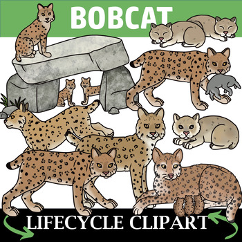 Preview of Bobcat Life Cycle Clipart