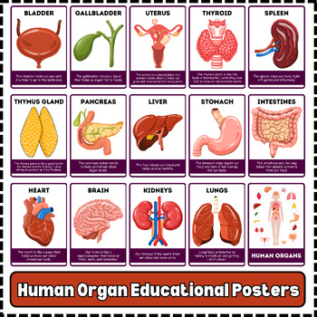 Preview of Body Anatomy/Organs Posters Educational Classroom Poster Printable Montessori