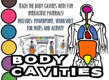 Preview of Body Cavities- PPT, Notes Worksheet & Activity Page! Distance Learning Options!
