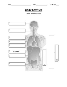 Body Cavities and Regions Labeling Sheet by Jenna Oliver | TpT