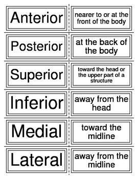 Preview of Body Directions, Planes, Cavities, and Regions Vocab. Flash Cards For Anatomy