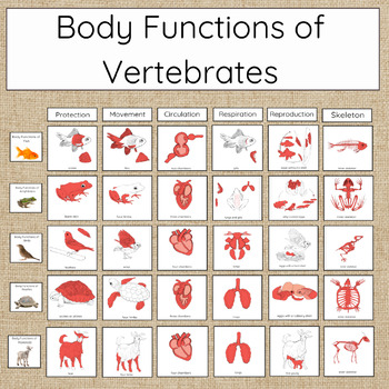 Preview of Body Functions of Vertebrates