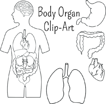 Preview of Body Organ Clip Art ForCommercial Use