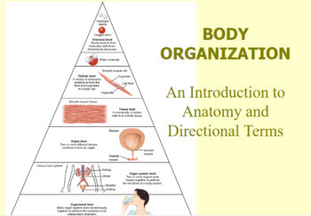 Preview of Body Organization Slide presentation, Study Guide and Test for students 