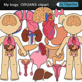 Body Organs Clip Art by Clipartino | Teachers Pay Teachers