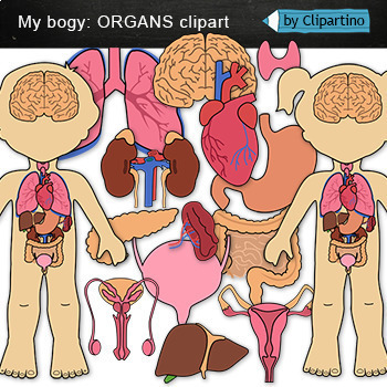 Preview of Body Organs Clip Art/ Science Human body Clipart/ Commercial use
