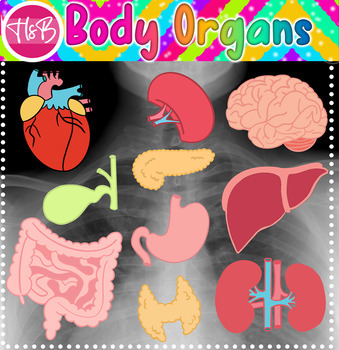Preview of Body Organs | Color & B&W Clip Art
