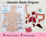 Body Organs Matching Activity, Human Anatomy, Busy Book 