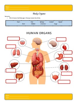 printable body organs teaching resources teachers pay teachers