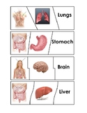 Body Organs Puzzle