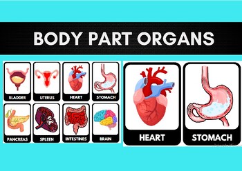 Preview of Body Part Organs (with PHOTOS) Flash Cards | Bulletin Board