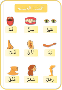 Preview of Body Parts - Arabic