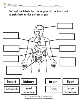 Body Parts - Consolidated Worksheet - Organs by Montessori Solutions