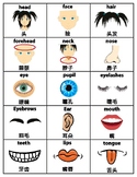 Body Parts English/Chinese Flash Cards, Speech Therapy Vocabulary
