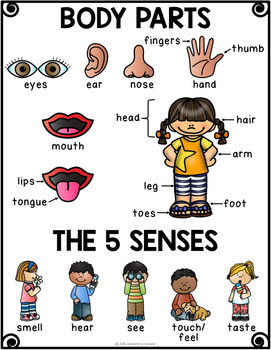 senses body