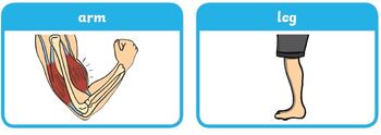 Preview of Body Parts Flash Cards