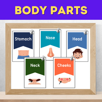 Preview of Body Parts Flashcards: Learn About Your Body with Fun and Educational Visuals!