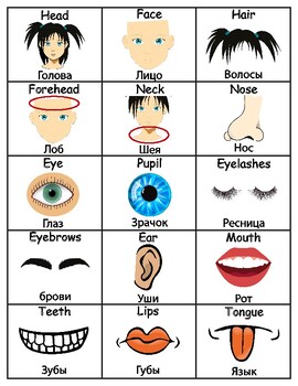 Preview of Body Parts In English & Russian ESL Flash Cards Vocabulary Printable