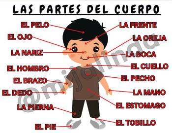 Preview of Body Parts in Spanish