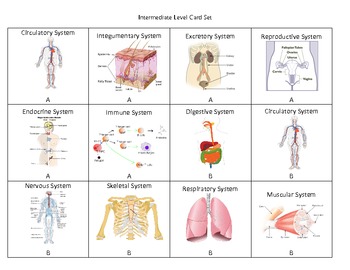 Preview of Body System Connection Cards - A Highly Effective Vocabulary Strategy
