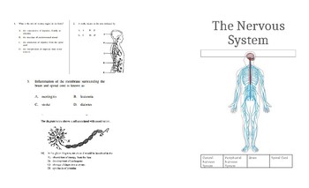 Preview of Body System Mini Fordable Booklet: Nervous System