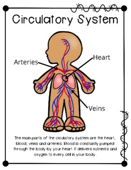 Preview of Body System Posters