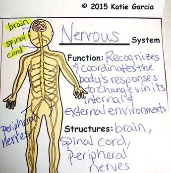Body Systems by Mrs G Classroom | Teachers Pay Teachers