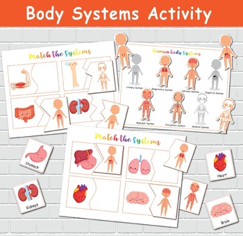 Preview of Body Systems Activity, Human Anatomy Worksheets, Preschool Busy Book.
