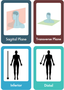 Preview of Body Systems Anatomy Cards - Word Wall - Bundle