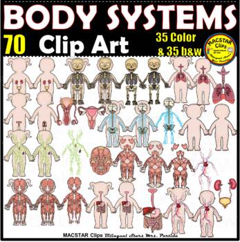 Preview of Body Systems BUNDLE Clip Art  ClipArt Human Body