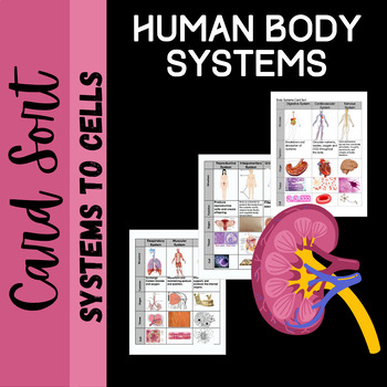 Preview of Body Systems Card Sort