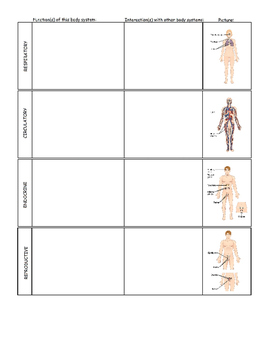 Body Systems Chart Worksheet by Amanda Behen | Teachers Pay Teachers