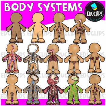 Preview of Body Systems Clip Art Set {Educlips Clipart}