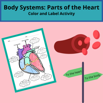 Preview of Body Systems: Color and Label Parts of the Heart