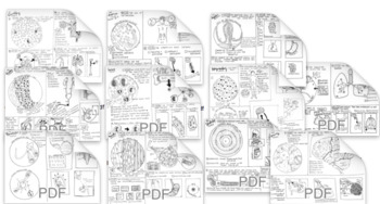 Preview of Body Systems Coloring Sheets Bundle