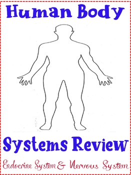 Preview of Body Systems Group Review Activity Endocrine & Nervous System