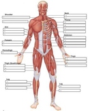 Body Systems Labeling Bundle