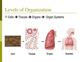 Body Systems PowerPoint Review