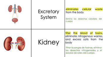 Preview of Body Systems Pt. 2 Vocabulary Matching Activity (English/Spanish)