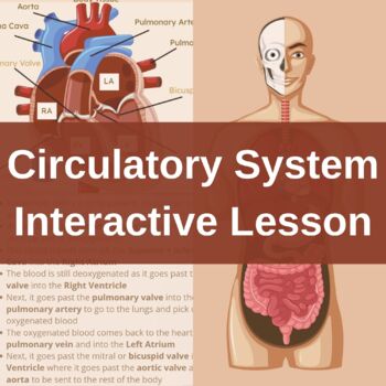 Preview of Body Systems Review - Circulatory System Anatomy AP with Interactive Easel