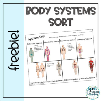 Preview of Body Systems Sorting Activity
