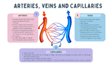 Body Systems Summary Sheets Bundle