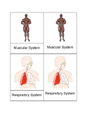 Body Systems Three Part Cards