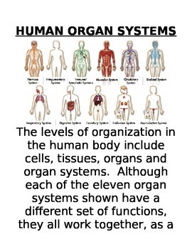 Preview of Body Systems Word Wall