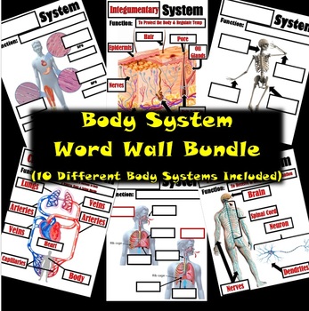 Preview of Body Systems Word Wall Bundle
