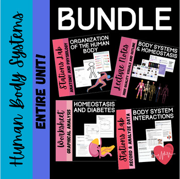 Preview of Body Systems and Homeostasis Bundle