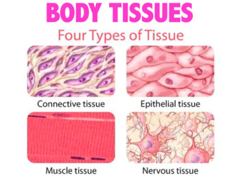 Body Tissues - Connective, Epithelial, Muscle and Nervous (Editable)
