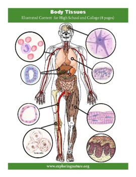 Preview of Body Tissues - Content and Diagrams for High School and College