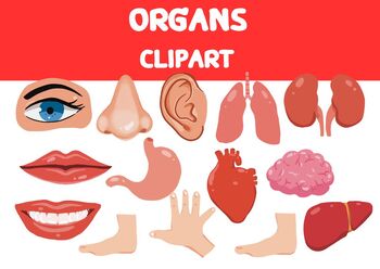 Preview of Body organs clipart