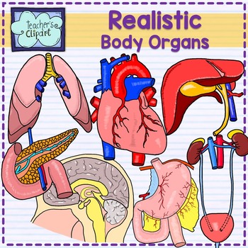 Preview of Body organs clipart {REALISTIC} -- Line art included--[Science clip art]